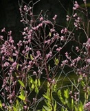 צילום: © אורי פרגמן-ספיר