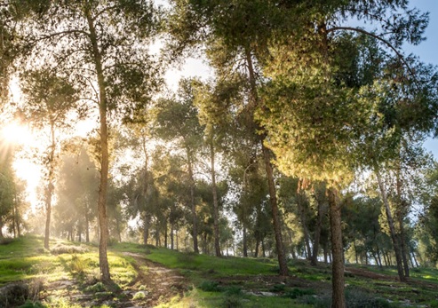 צילום: ארכיון הצילומים של קקל