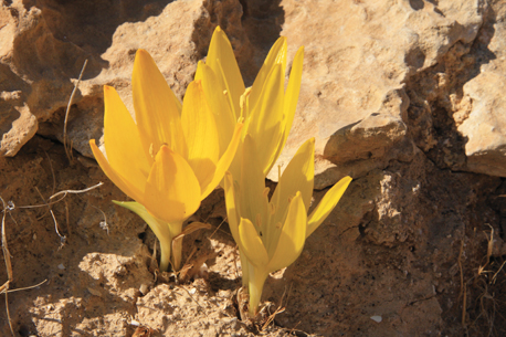 חלמונית גדולה. צילום: ארכיון צילומי קק''ל