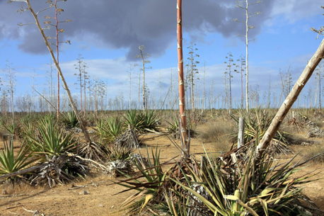 שדה אגבות ליד גילת.  צילום: יעקב שקולניק
