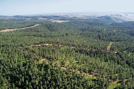 יער יתיר ממעוף הציפור.  צילום: אלבטרוס