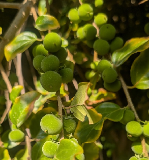 דוביאליס הבקרפה. דצמבר 2024. צילום: סימה קגן