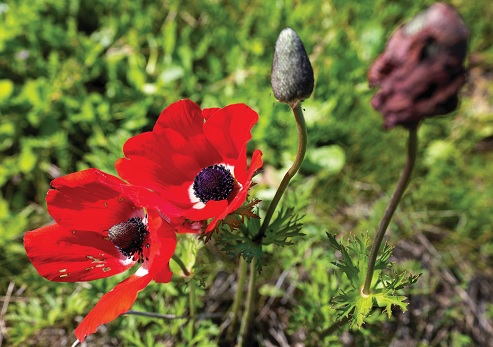 כלנית מצויה