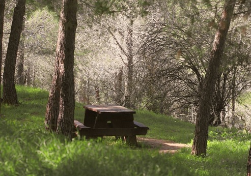 שולחן פיקניק ביער עמינדב. צילום: פלאש 90, ארכיון הצילומים של קקל
