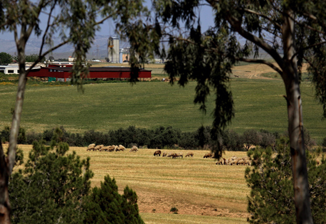 רעיית כבשים בנגב. צילום: אבי הירשפלד