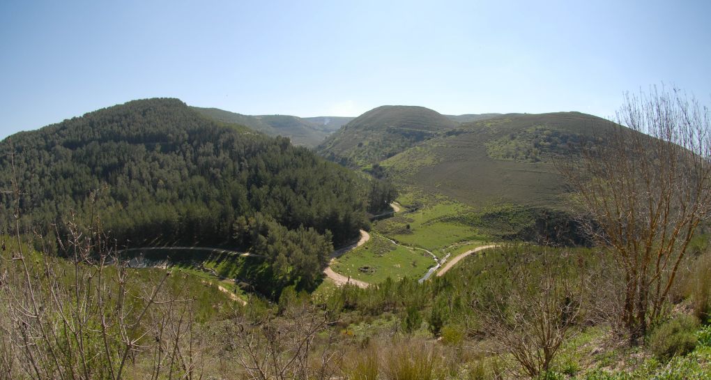 נוף ביער ברעם