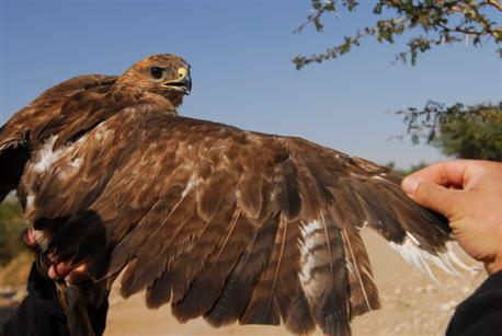 טיבוע עקב מזרחי בפארק הצפרות באילת. צילום: ארכיון צילומי קק"ל