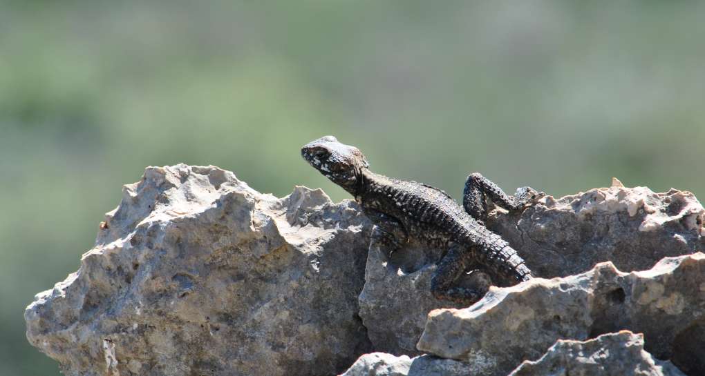 ארץ החרדונים. צילום: שטארסטוק