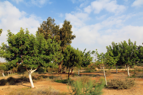 בוסתן הנסיך הקטן.  צילום: יעקב שקולניק