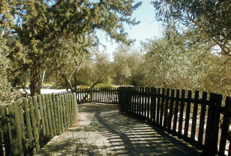 שביל בינות לעצי יער צרעה-הנשיא.  צילום: מירה זר