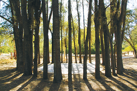 מעגל הקזוארינות. צילום: ארכיון הצילומים של קק"ל