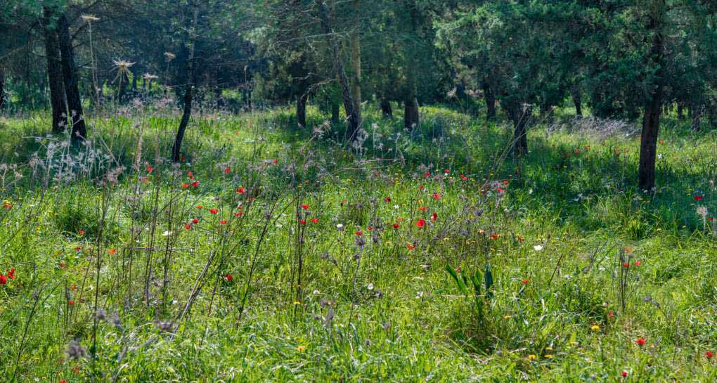 יער ראש העין