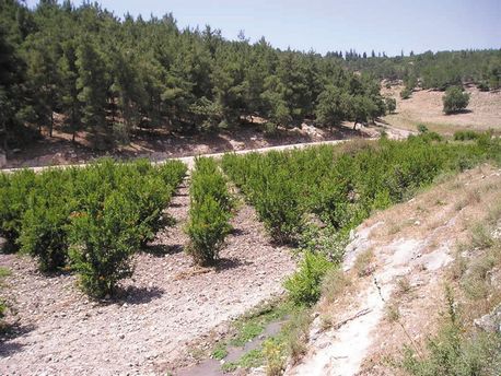 פארק רימונים ביערות ציפורי. צילום: ארכיון צילומי קק''ל