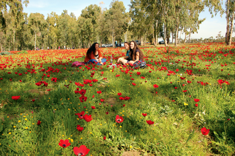 חניון הכלניות.  צילום: ארכיון הצילומים של קק''ל