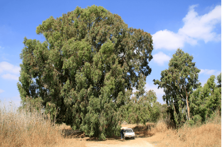 צילום: יעקב שקולניק, ארכיון הצילומים של קק''ל. אקליפטוס המקור בנחל האלה