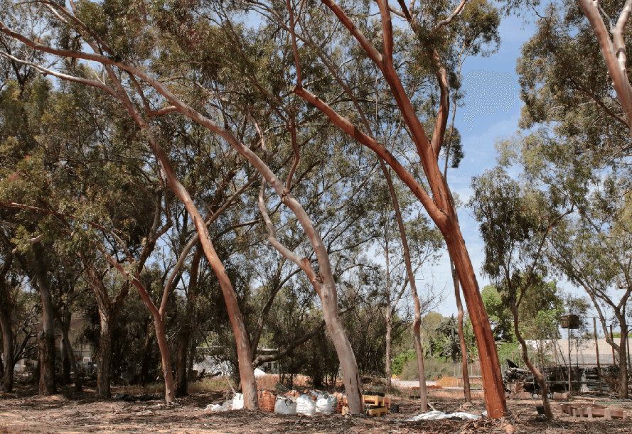 צילום: יעקב שקולניק, ארכיון הצילומים של קק''ל. אקליפטוס ורוד קליפה - חלקת האקלום, גילת