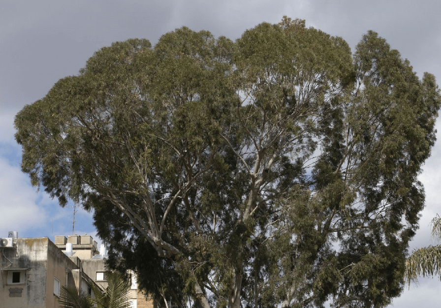 צילום: יעקב שקולניק, ארכיון הצילומים של קק''ל. אקליפטוס לימוני בפתח תקווה