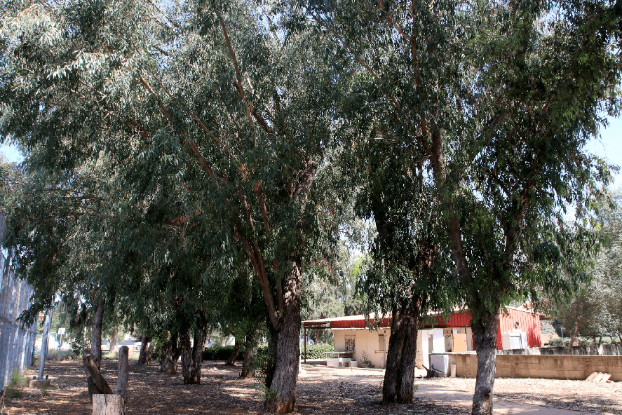 צילום: יעקב שקולניק, ארכיון הצילומים של קק''ל. אקליפטוס מסמרי - מושב גנות