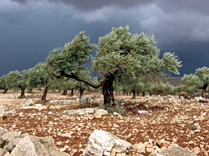 עצי זית