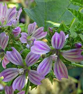 פרדס חנה, 4-2020. צילום: נעם עביצל