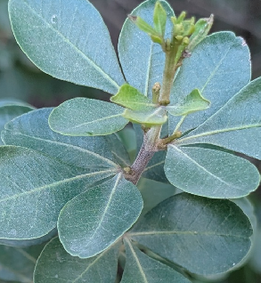 בן-אוג מכחיל. דצמבר 202. צילום: סימה קגן