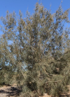 קזוארינה אובסה - מראה כללי - ניר עוז. צילום: סימה קגן