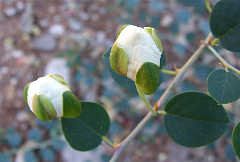 ניצני הפריחה נפתחים בשעות אחר הצהריים. צילום: שרה גולד