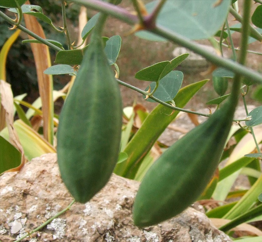 פירות דומים למלפפונים קטנים. צילום: שרה גולד