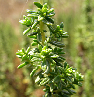 צילום: © דרור מלמד