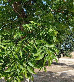 סבונן מעונב - עלים בתקריב. צילום: מורן פלג