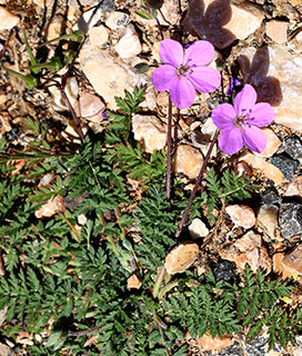 חרמון, 5-2020. צילום: © שרה גולד