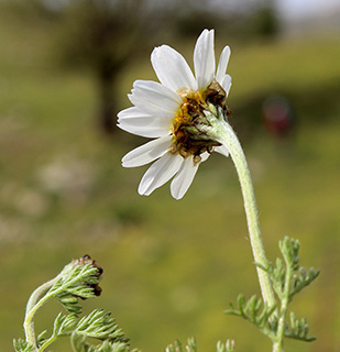 חרמון, 5-2019. צילום: © איתן שפירא