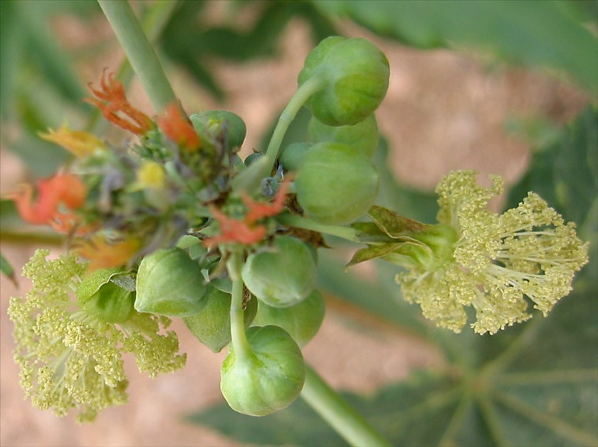ניצנים ופרחים זיכריים. צילום: שרה גולד