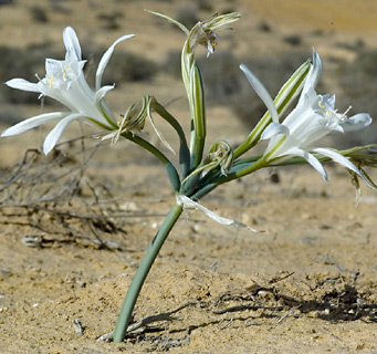 צומת רותם ליד דימונה, 23.10.09. צילום: © יהודה מרטה