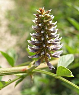 צילום: © דרור מלמד