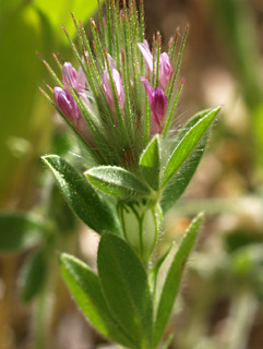 מרץ. צילום: © דרור מלמד