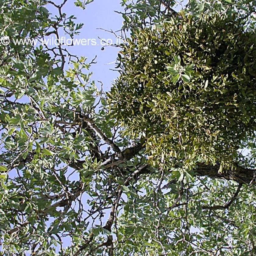 דבקון הזית על עוזרר. צילום: אבנר כהן