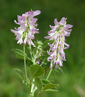 גליל עליון, 4-2015. צילום: © שרה גולד