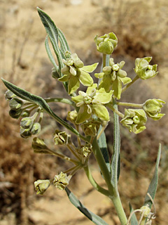 אילת, 8-2013. צילום: © אלי ליבנה