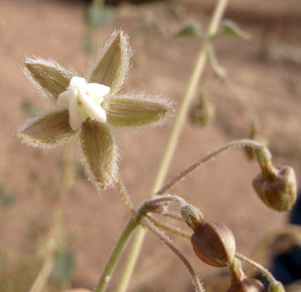 ליד אילת, 3-2013. צילום: © עירית צוק קובצ'י