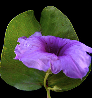 ערבה-אילת, ספטמבר. צילום: © שמעון כהן-סיוון