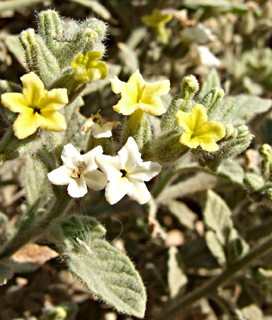 ליד אילת. צילום: © שרה גולד