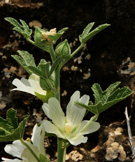 בקעת הירדן, 4-2010. צילום: © אלי ליבנה