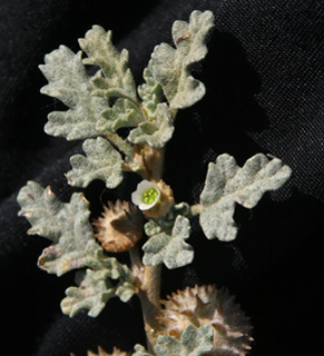 חולות אשקלון, מרץ, צילום: © אלי ליבנה 