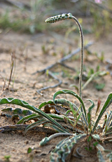 צילום: © אלי ליבנה