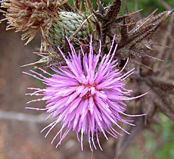 הר שזור, אוקטובר. צילום: © יואב גרטמן