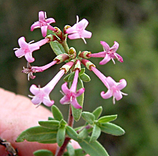 מירון. צילום: © יואב גרטמן