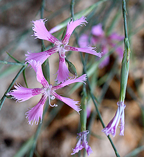 נחל המערות, 11-2015. צילום: © שרה גולד