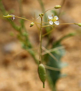 גבעה 184, 3-2017. צילום: © איתן שפירא