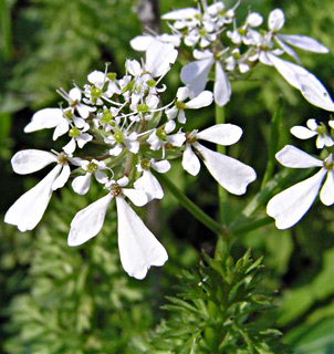 פברואר. צילום: © אלי ליבנה